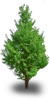 tree5.png